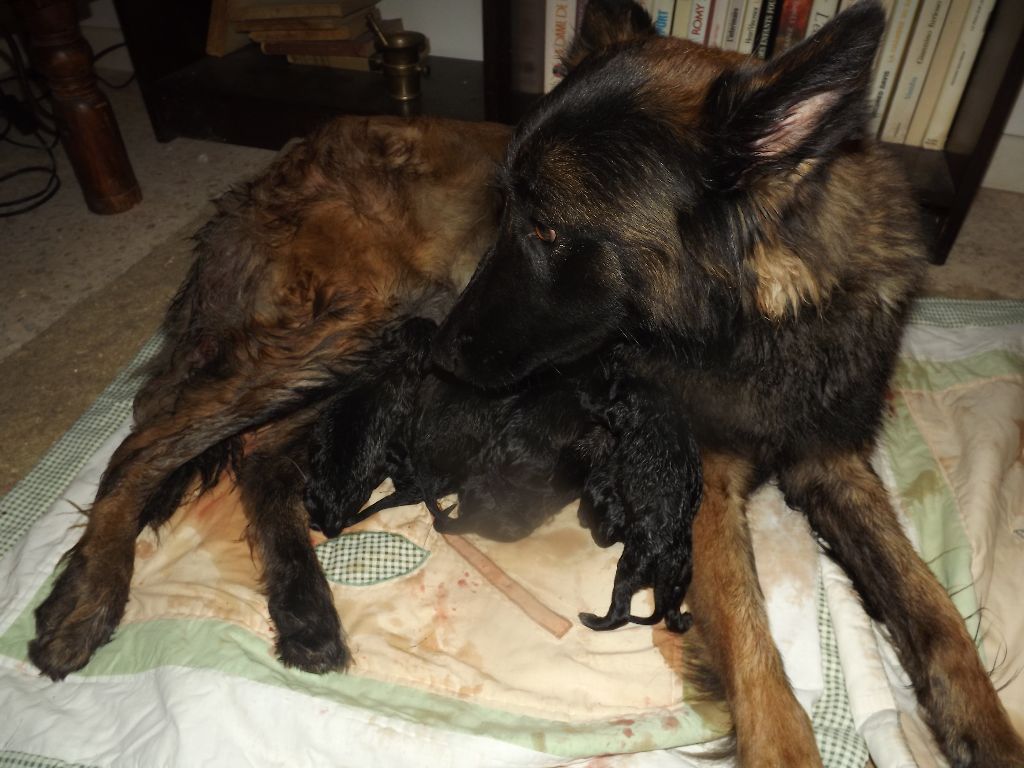 de la nation du loup - naissance de 8 magnifiques chiots bergers belges